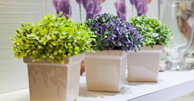 10 комнатных растений, которые идеально подходят для ванной комнаты - rus.delfi.lv