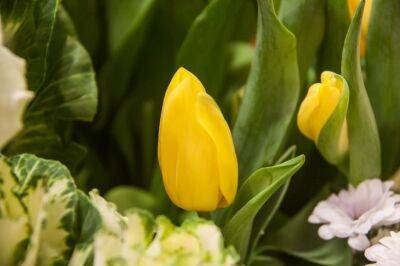 4 хитрости правильной посадки луковичных осенью: весной вся клумба будет в цветах - belnovosti.by