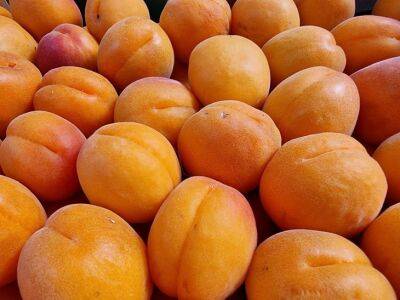 6 дел с абрикосами, которые помогут увеличить урожай в 2 раза: правила опытных дачников - belnovosti.by