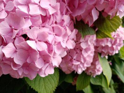 Елена Шимановская - Почему на розовой гортензии появляются белые цветы: исправить недоразумение проще простого - belnovosti.by