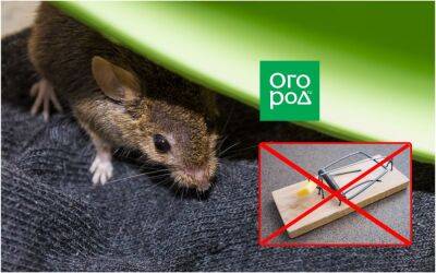 5 гуманных способов прогнать мышей с дачи - ogorod.ru - Чили