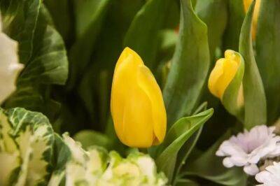 Елен Гутыро - Какого размера луковицы тюльпанов принято сажать осенью, чтобы зацвели в год посадки - belnovosti.by