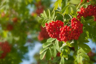 Полезный осенний дар — ягоды рябины - botanichka.ru - Исландия