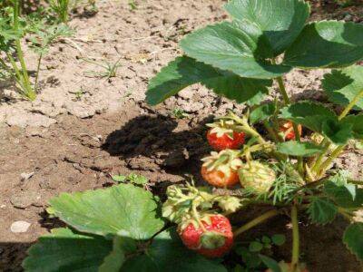 Тимур Хомичев - Чем нужно подкормить клубнику в сентябре: в следующем году будет богатый урожай ягод - belnovosti.by