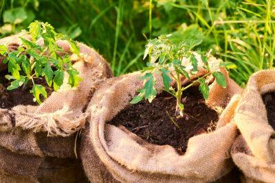 Выращивание в тканевых мешках — преимущества и недостатки - botanichka.ru