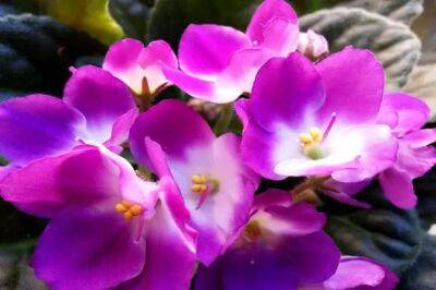 Елен Гутыро - Не только красивые, но и вкусные: 3 съедобных цветка для вашего сада - belnovosti.by