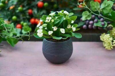Елен Гутыро - Маленькая хитрость и 1 чайная ложка, чтобы цветы в доме цвели как угорелые, пышно и без остановки - belnovosti.by