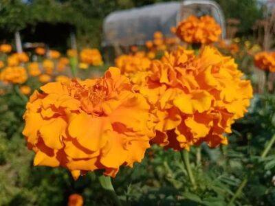 Елен Гутыро - 3 популярных садовых цветка, которые не требуют особого ухода: красиво цветут весь сезон - belnovosti.by
