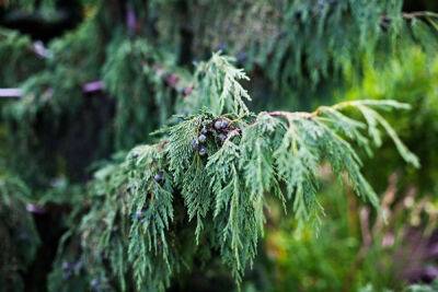 Кипарисовик нутканский в средней полосе: сорта и особенности выращивания - botanichka.ru - Колумбия - штат Аляска - штат Калифорния