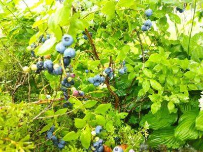 Елен Гутыро - Чем подкормить голубику в сентябре, чтобы ягода хорошо вызрела: дачные хитрости - belnovosti.by