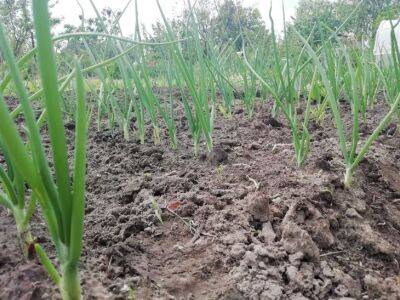 Дачники назвали эффективное осеннее удобрение для почвы, килограмм которого заменяет 100 кг навоза - belnovosti.by
