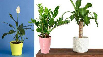Британские ученые доказали, что комнатные растения способны очищать воздух - supersadovnik.ru - Birmingham