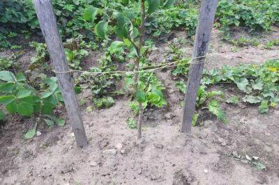 Как посадить деревья осенью: какие 5 ошибок допускают садоводы - belnovosti.by