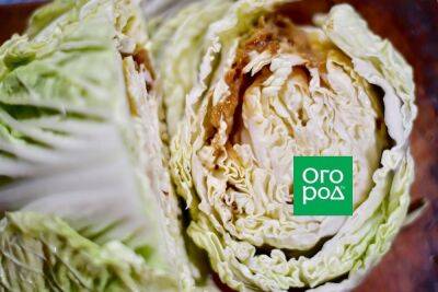 Слизь и гниль внутри капусты – что случилось с урожаем - ogorod.ru