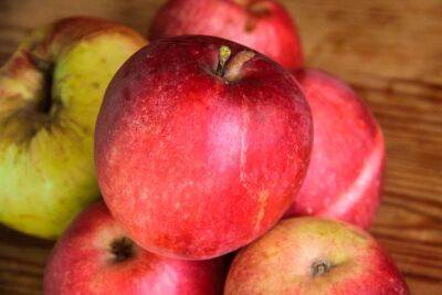 Анастасия Коврижных - Как увеличить урожай яблок: 4 процедуры, которые необходимо сделать весной - belnovosti.by