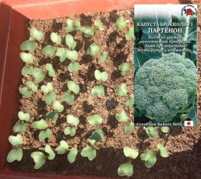 Как вырастить рассаду капусты брокколи: когда сеять, как ухаживать до высадки в грунт - countryhouse.pro