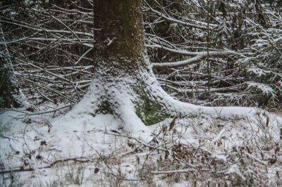 Морозобой атакует: как спасти дерево, если треснула кора - belnovosti.by