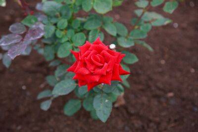 Как правильно обрезать кустовые розы после цветения, чтобы она начала снова обильно цвести - belnovosti.by