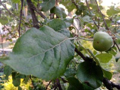 Не пропустите важную подкормку яблонь: садоводы раскрыли секрет богатого урожая - belnovosti.by