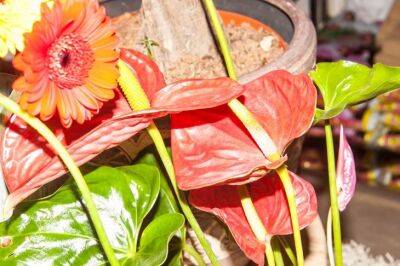 Анастасия Коврижных - Комнатных растений не коснется ни одна болезнь: вот чем подкормить цветы - belnovosti.by