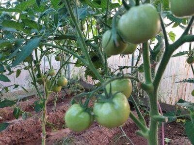 Чем лучше подкормить помидоры, когда они начинают набирать массу, чтобы были крупные и сладкие - belnovosti.by