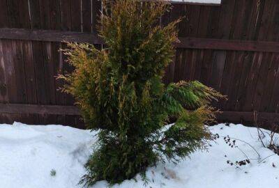 Как помочь пожелтевшей после зимы туе: 2 действия, и дерево снова зазеленеет - belnovosti.by