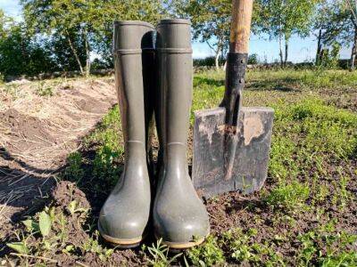 Как посадить картошку под сено: хитрый способ без перелопачивания почвы - belnovosti.by