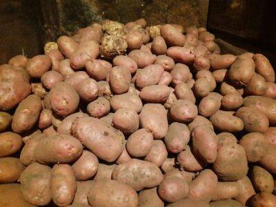 Японский метод посадки картофеля: посадили и забыли - belnovosti.by - Япония
