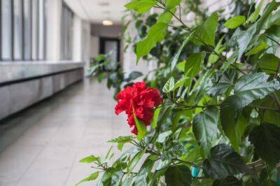 Анастасия Коврижных - Китайская роза отблагодарит шикарным видом, если вы накормите ее яйцами - belnovosti.by