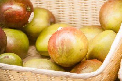 Можно ли вырастить манго из косточки: экзотика на подоконнике - belnovosti.by