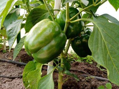 Что сделать с перцами, чтобы увеличить плодоношение: будете раздавать урожай соседям - belnovosti.by