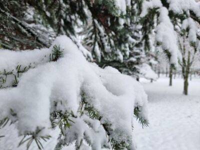 Что делать со снегом на участке: 5 примеров, о которых никто не задумывается - belnovosti.by
