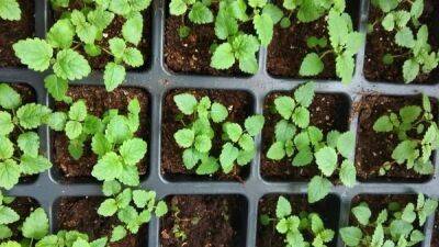 Посев мелиссы на рассаду: когда сеять и как выращивать в открытом грунте - countryhouse.pro