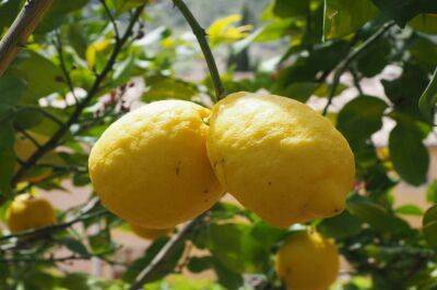 Анастасия Коврижных - Хотите вырастить лимон из косточки? Узнайте, как правильно поливать растение - belnovosti.by