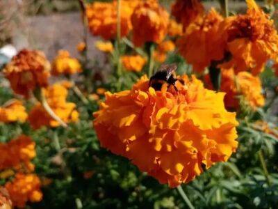 Замените бархатцы более полезным цветком — это растение борется со многими вредителями в огороде - belnovosti.by