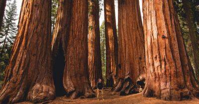 ФОТО. Не человек, а муравей: Как выглядят самые гигантские в мире деревья - rus.delfi.lv - штат Калифорния
