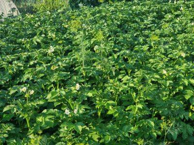 Повышаем урожайность картофеля: какие сидераты сажать весной и осенью - belnovosti.by