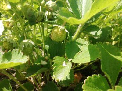 Почему клубника растет мелкая и кислая: 9 причин определяющих вкус ягод - belnovosti.by