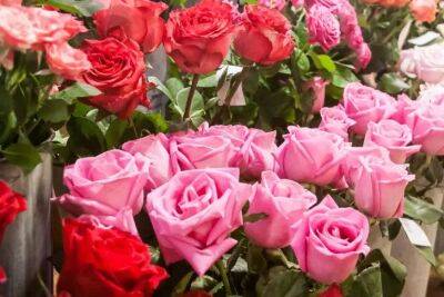 Что делать с розами для эффектного цветения: эту простую подкормку цветы обожают - belnovosti.by