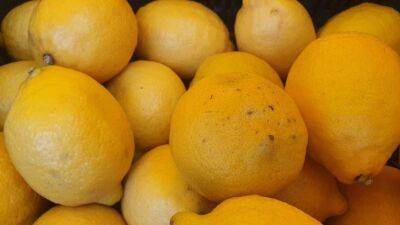 Как вырастить лимон в домашних условиях: ошибка, из-за которой урожая не будет и через 100 лет - belnovosti.by