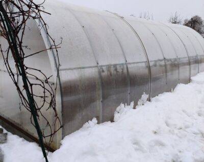 Урожай в теплице увеличится в 2 раза: какие удобрения нужно внести весной - belnovosti.by