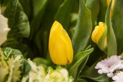 Как вырастить тюльпаны на подоконнике зимой: 5 важных советов - belnovosti.by