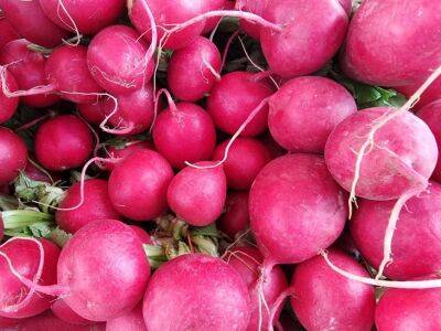 Почему не завязываются корнеплоды редиса: 5 ошибок, которые не следует повторять за соседями - belnovosti.by