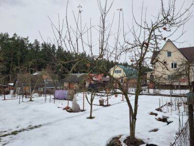 Как ухаживать за плодовыми деревьями в феврале: весной вредители и микробы не расползутся по саду - belnovosti.by