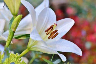 Красота обманчива: этот цветок превратит жизнь хозяев в кошмар - belnovosti.by