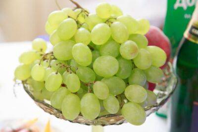 Можно ли вырастить виноград из косточки: ошибается половина садоводов - belnovosti.by