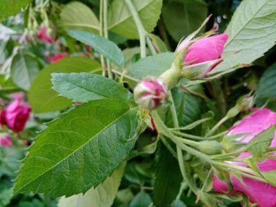 Чтобы защитить розы от мучнистой росы, обработайте их этим раствором - belnovosti.by