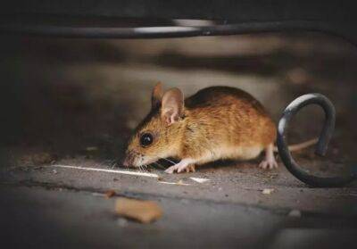 Каждый год сажайте и мышей на огороде не будет: обязательно берите на заметку - belnovosti.by