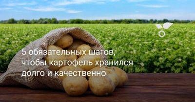 5 обязательных шагов, чтобы картофель хранился долго и качественно - botanichka.ru - республика Коми