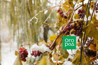 Почему виноград не вызревает до заморозков - ogorod.ru - г. Виноград